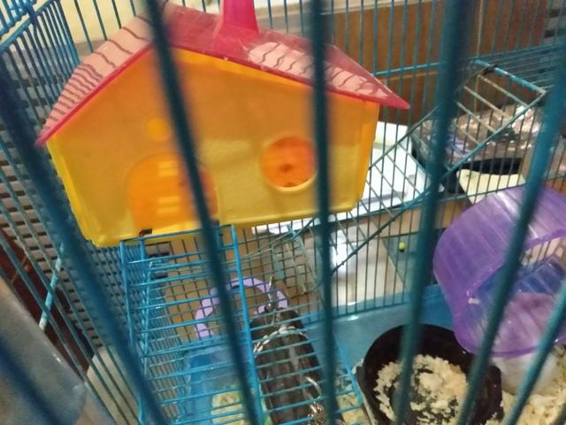 Vendo hamster com gaiola e tudo 120 R$ entrego - Foto 4