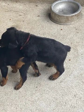 Filhote de Rottweiler cabeça de touro - Foto 6