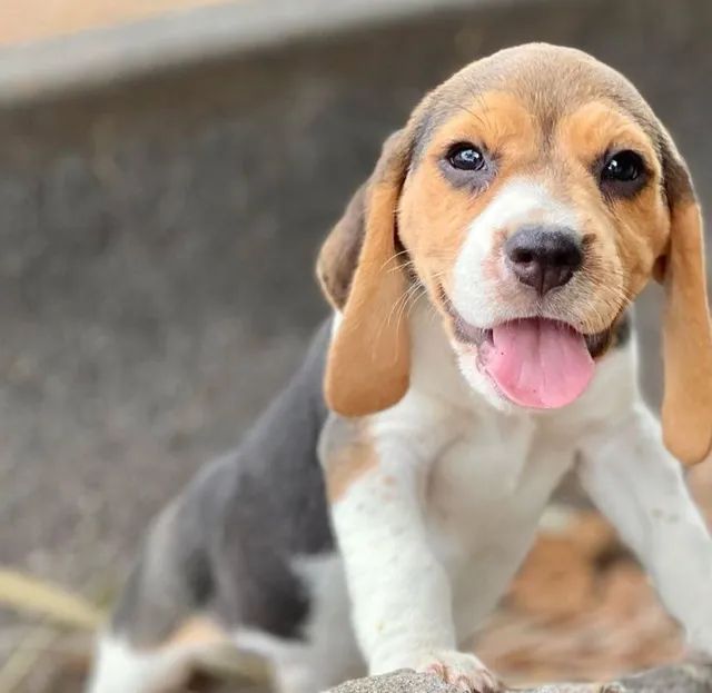 Beagle 2024 dog olx