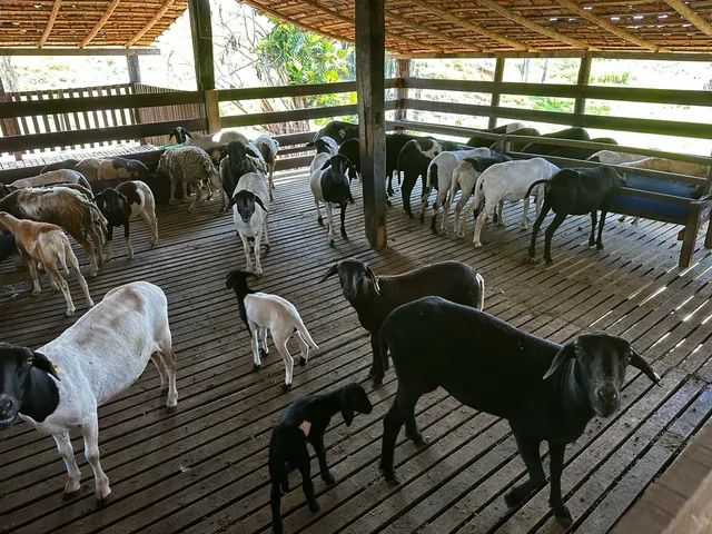 Criadouro Verli - Coleiro - Cachoeiro de Itapemirim/ES