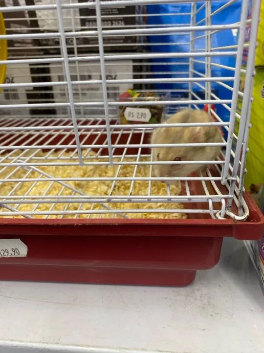 Gaiola com hamster e com acessórios - Foto 2
