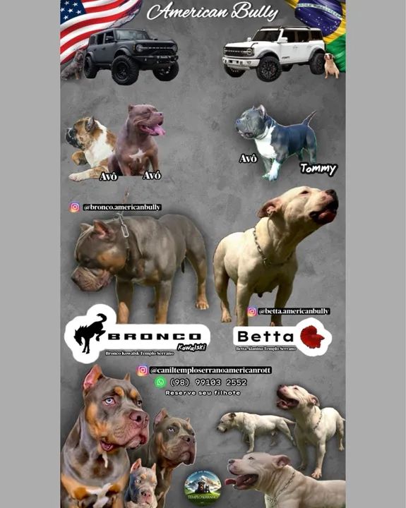 AMERICAN BULLY Filhotes com PEDIGREE CBKC ou ABBR, MICROCHIP, VACINADOS E VERMIFUGADOS  - Foto 2