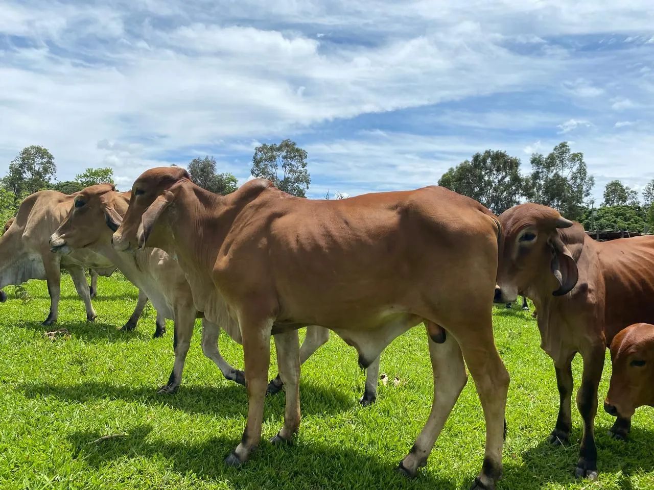 Exeleentes Gir Leteiro, garrotinhos - Foto 3