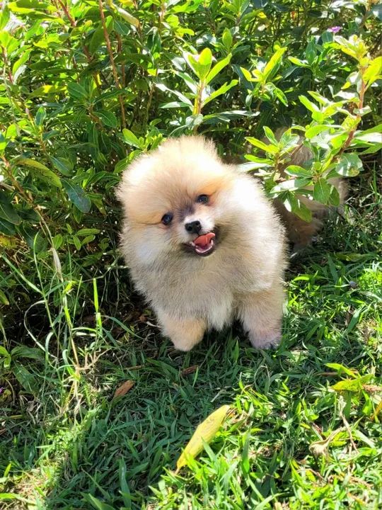 Spitz alemão anão - Pedigree CBKC - 10x sem juros