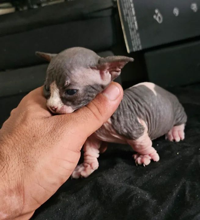 Sphynx bambino  - Foto 2