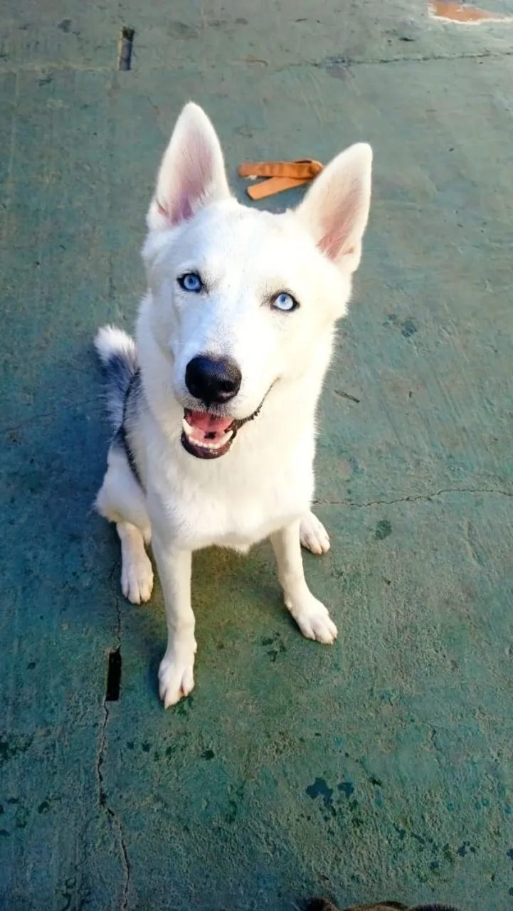 Husky Siberiano em busca de namorada da mesma raça