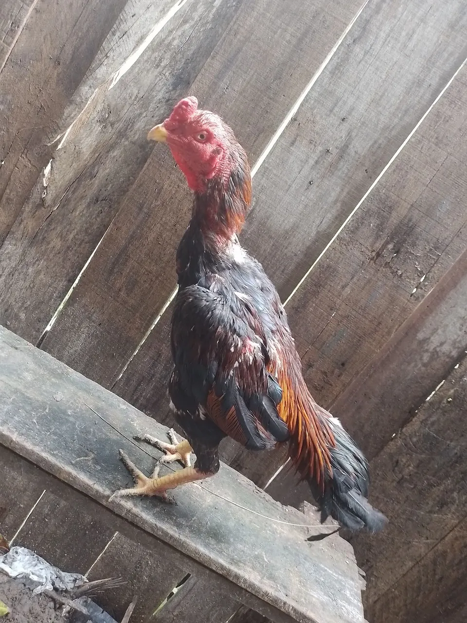 Galo carioca 