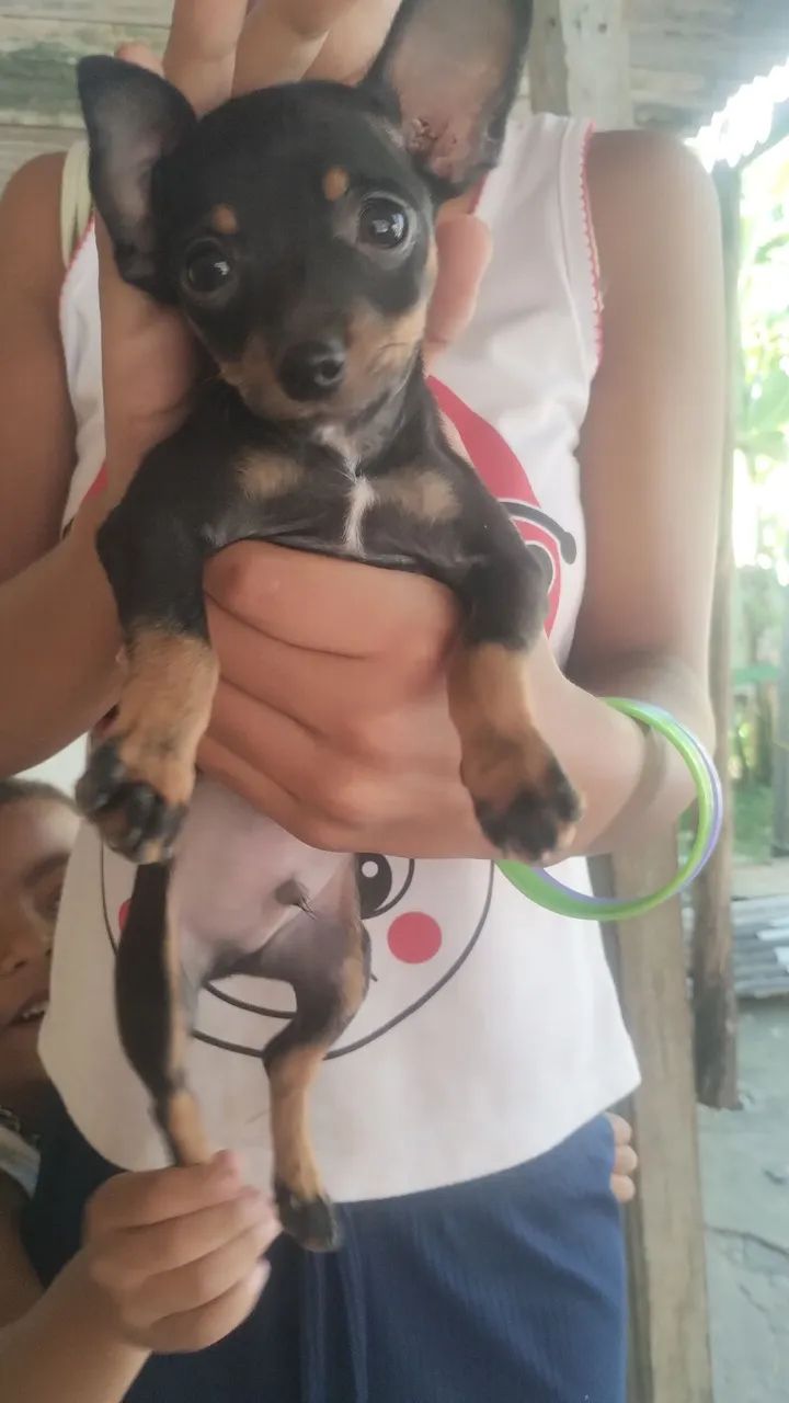 Filhote de Pinscher - Foto 2