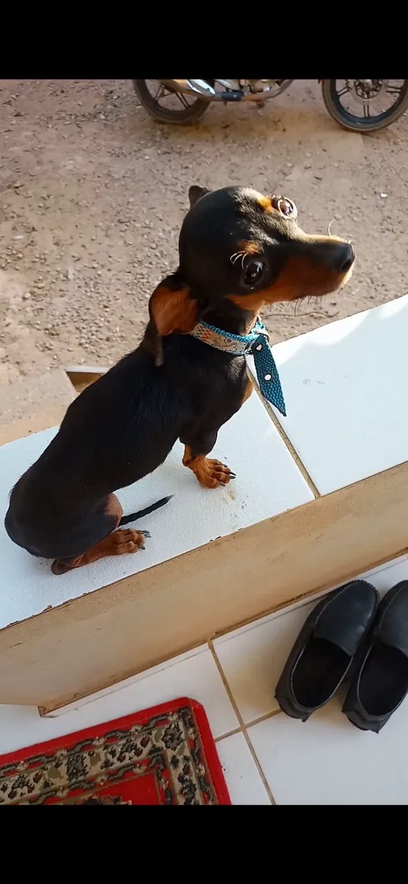Pinscher macho