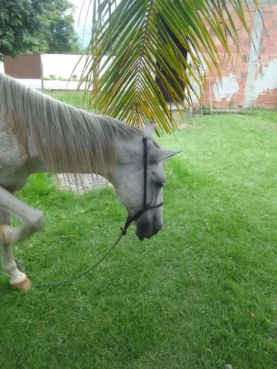 Cavalo Mangalarga Marchador - Foto 2