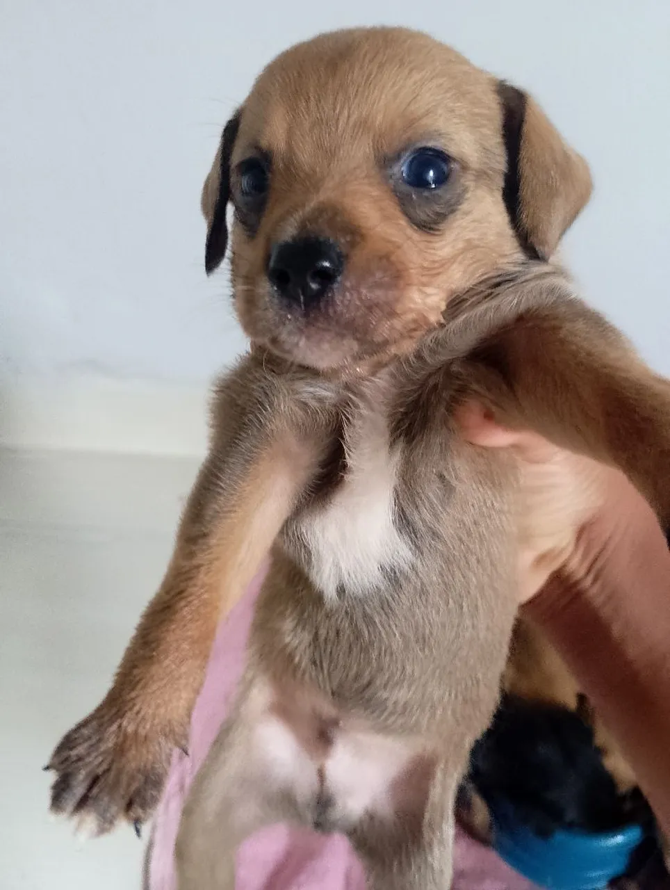 Vendo filhote de Pinscher