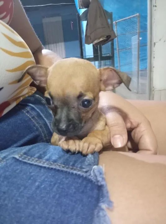 Duas pinscher (800$ cada) - Foto 4