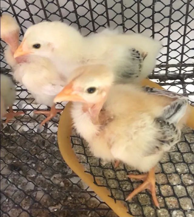 Pintinhos mestiços. - Foto 4