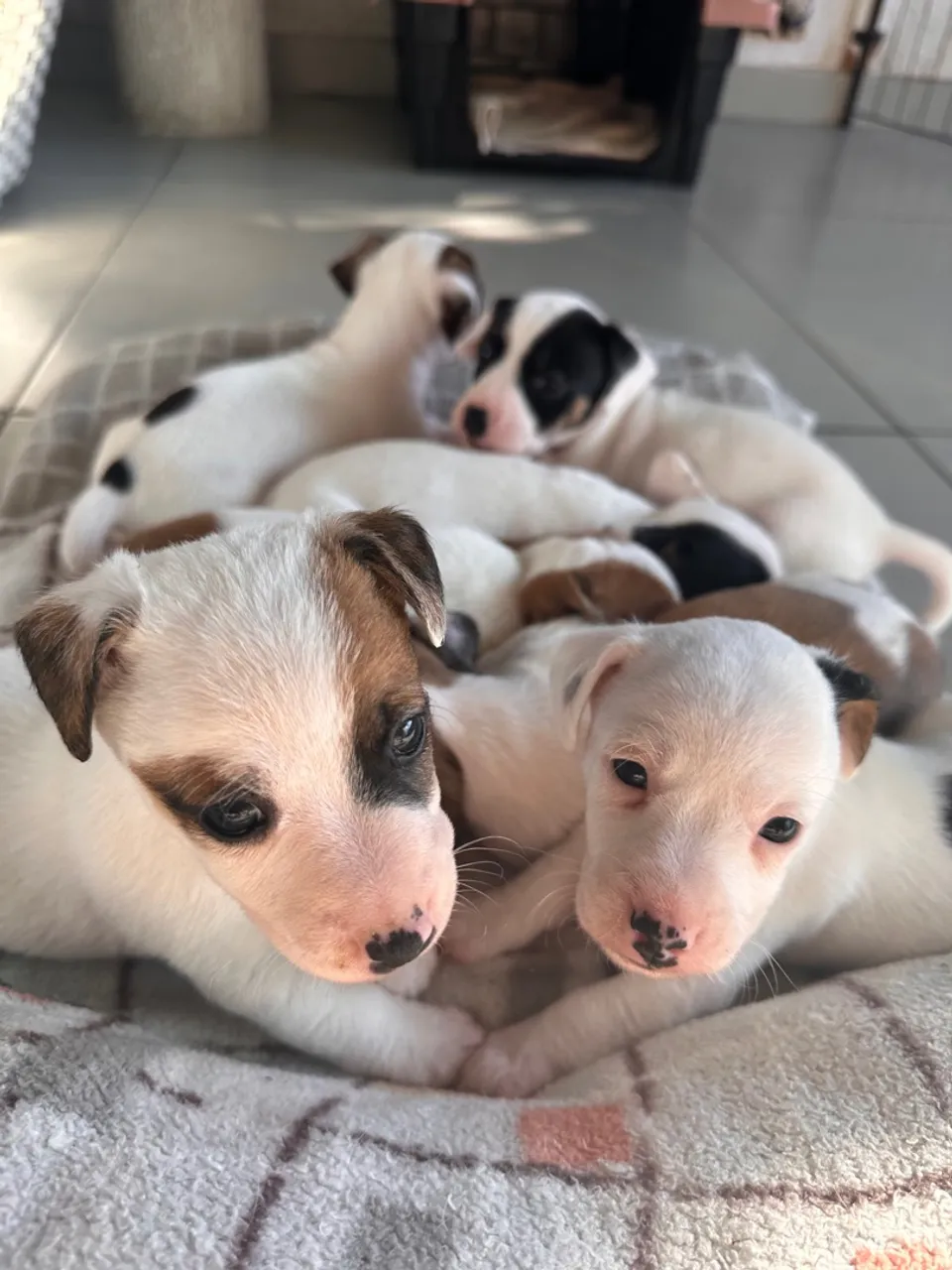 Filhotes Fofos de Jack Russel Terrier