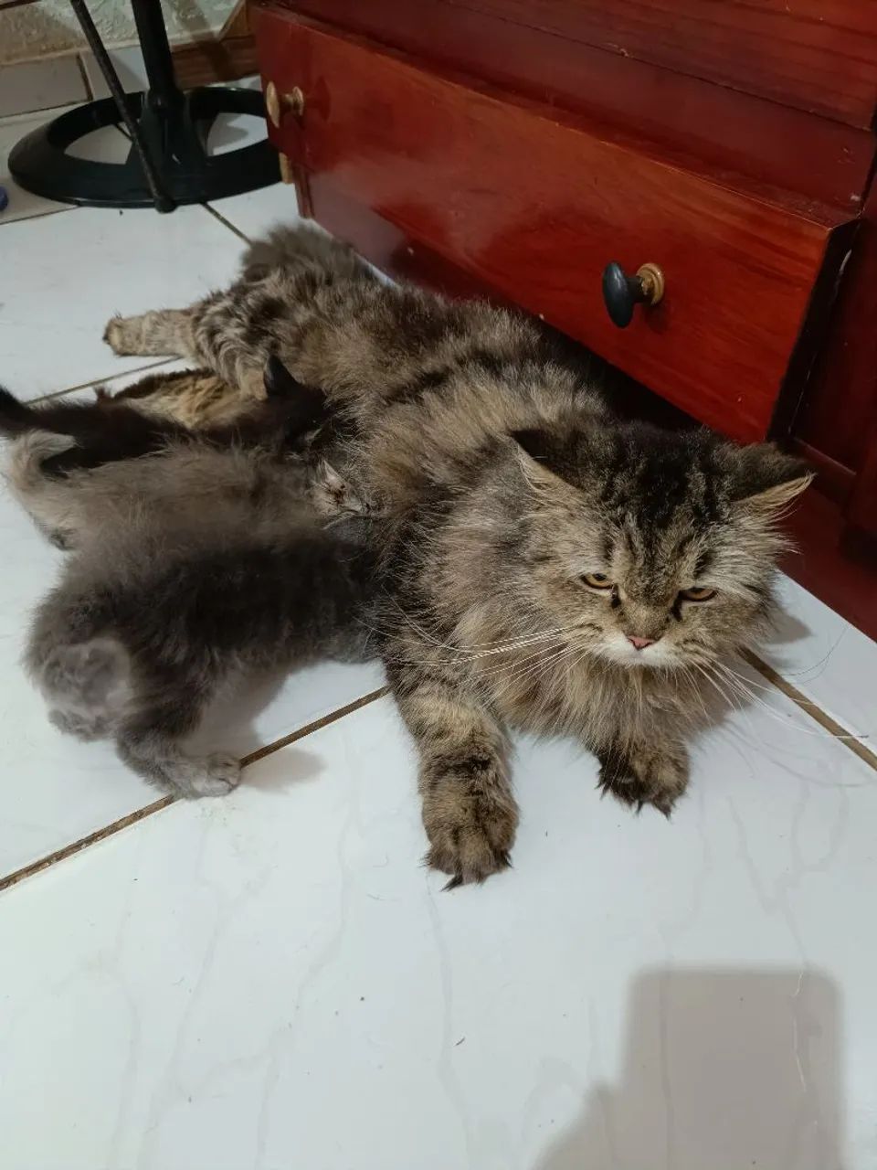 Filhotes de gato persa disponíveis  - Foto 2