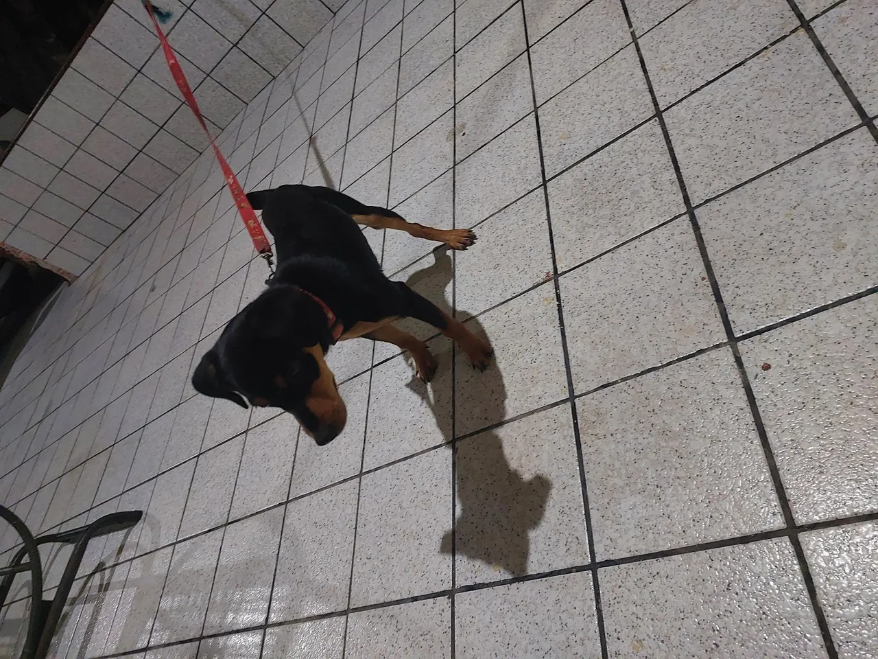 Pinscher misturado para adoção!