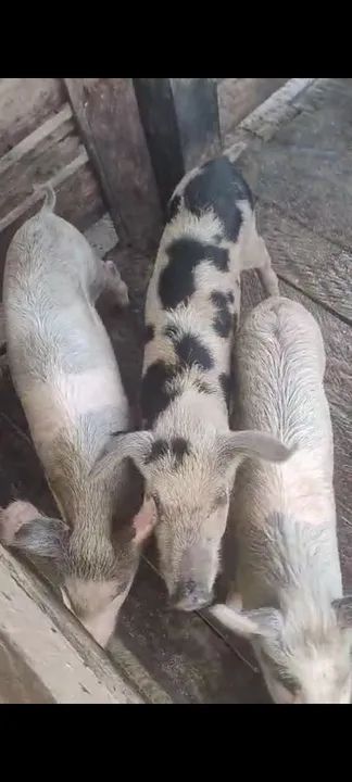 Leitões vivos ou abatidos. - Foto 2