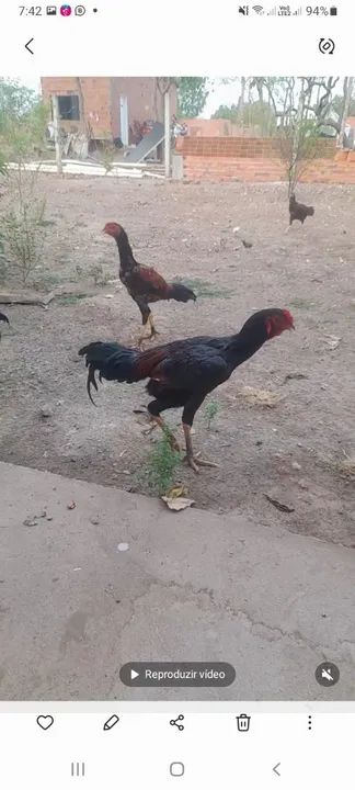 Galo indio - Animais para agropecuária - Morada da Serra, Cuiabá ...