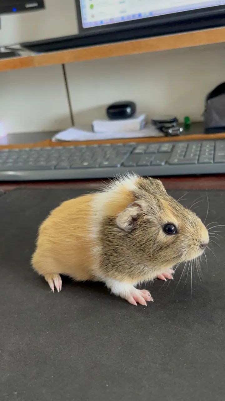 Filhote de Porco da Índia três cores. (macho)