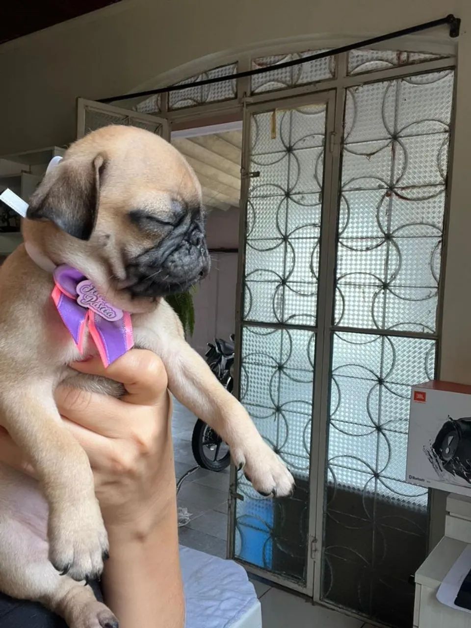Filhote de Pug fêmea  - Foto 5