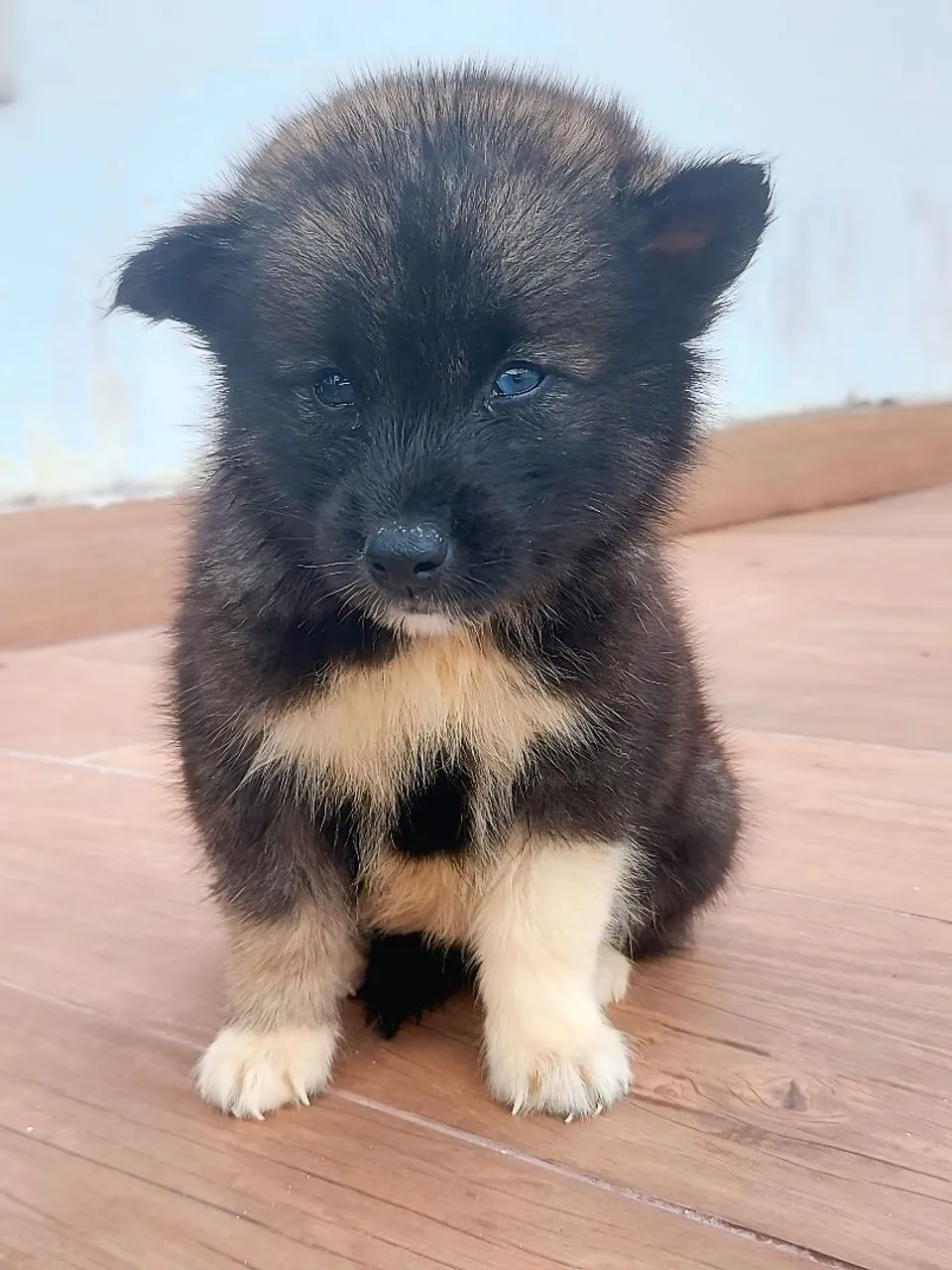 Filhote de Husky com Akita