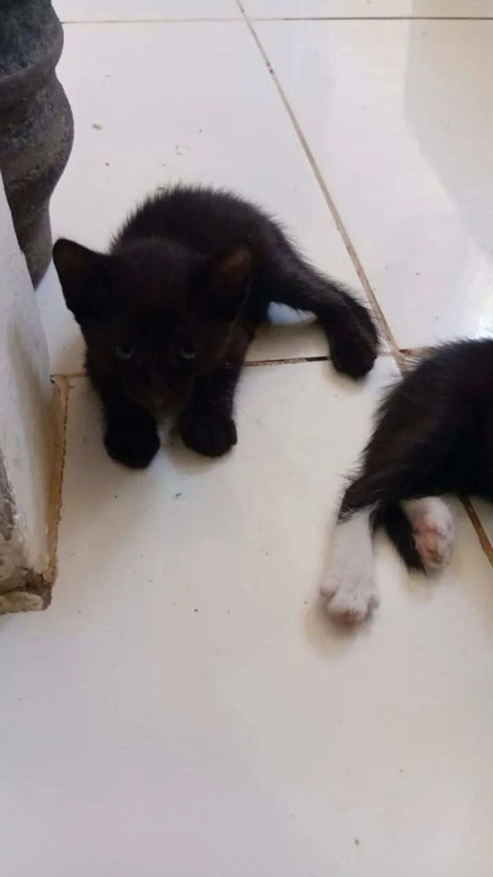 ADOÇÃO / DOAÇÃO  GATINHOS  - Foto 3