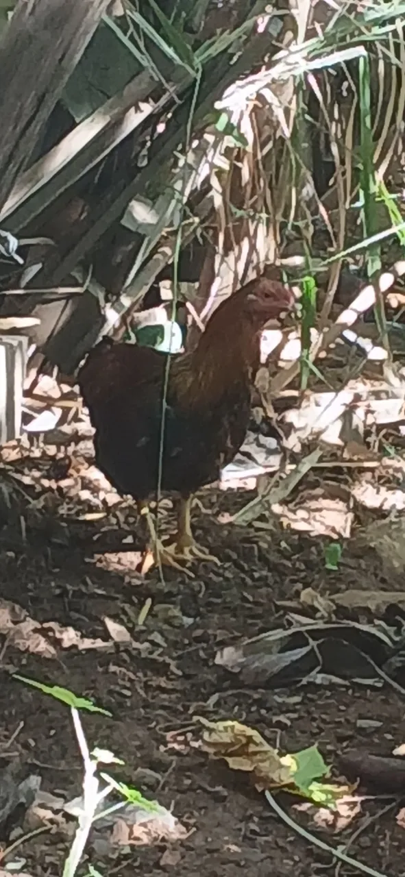 Galinha caipira