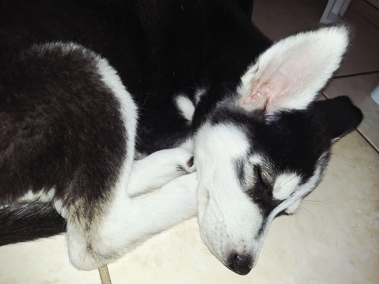 Husky Siberiano - Filhote