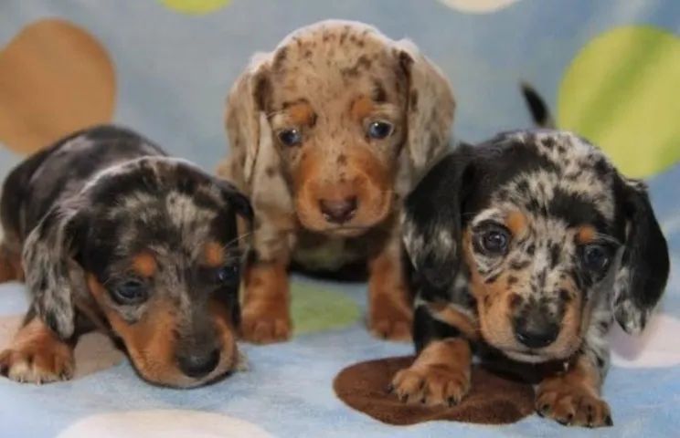 Filhotes de Daschund Teckel - Foto 2