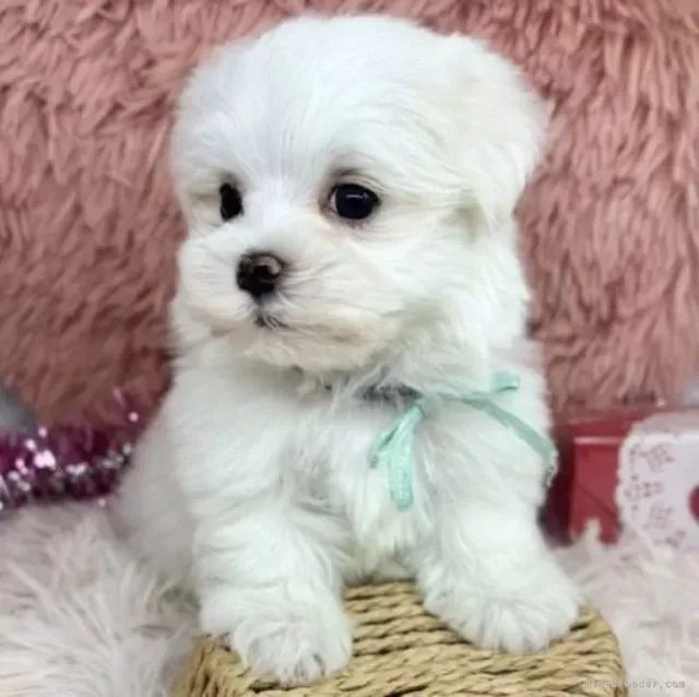 Comprar Filhote de Maltês - Cães Vacinados e Pelagem Impecável