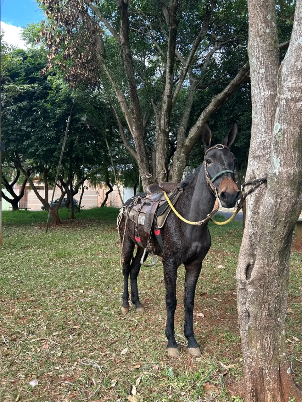 Mula preta de patrão mansa
