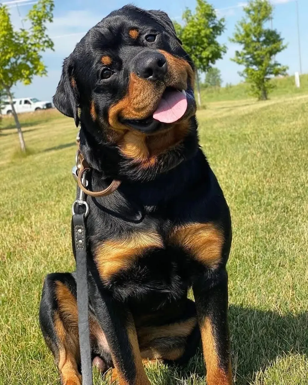FILHOTE DE ROTTWEILLER (PUROS/PAI COM PEDIGREE)