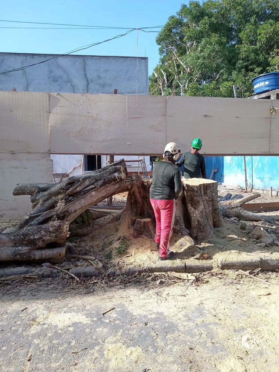 Cuidando de árvores com segurança, e roçagem  - Foto 3