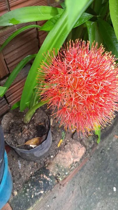 Linda Planta Bola de natal