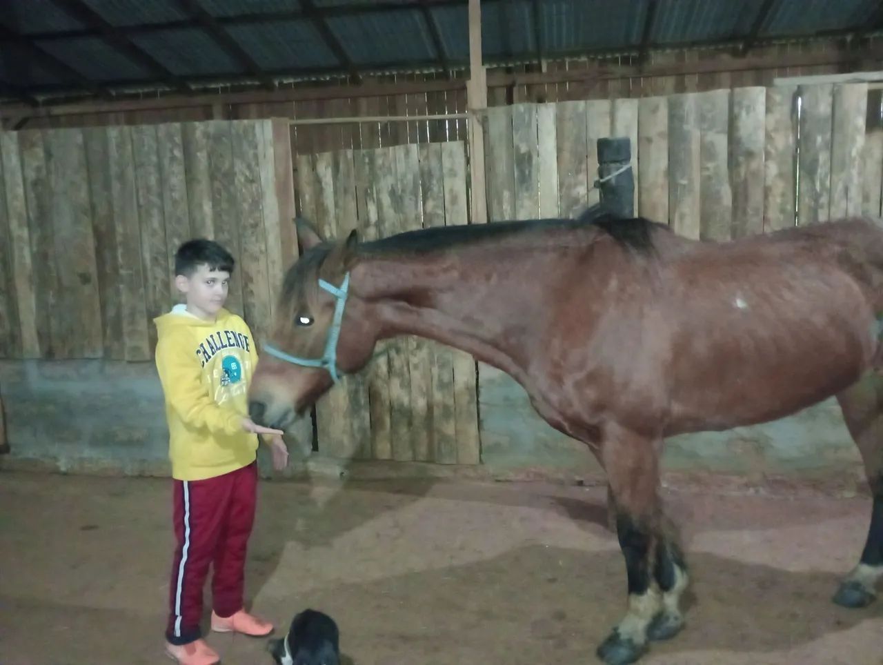 Cavalo para venda - Foto 3