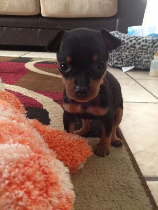 Pinscher 12x