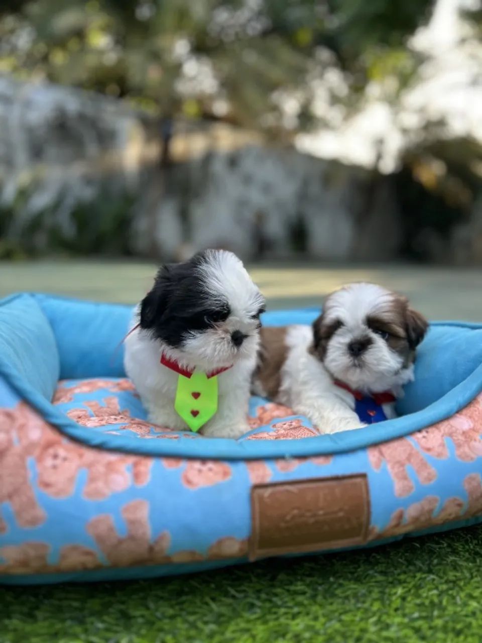 Shih Tzu disponível 