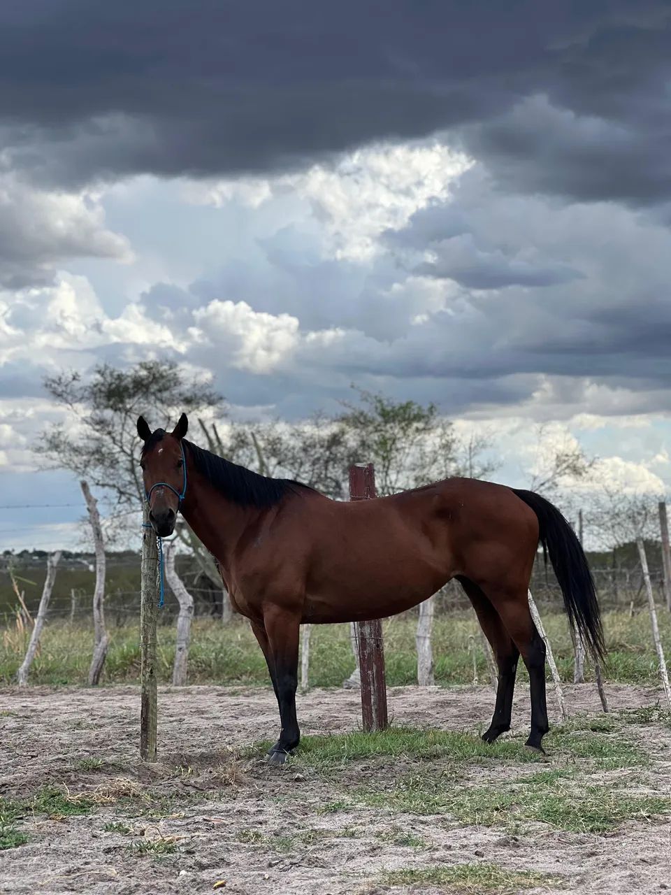 Égua quarto de milha  - Foto 3