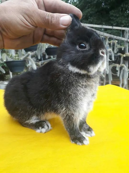 Coelho anão importado padrão show  - Foto 6