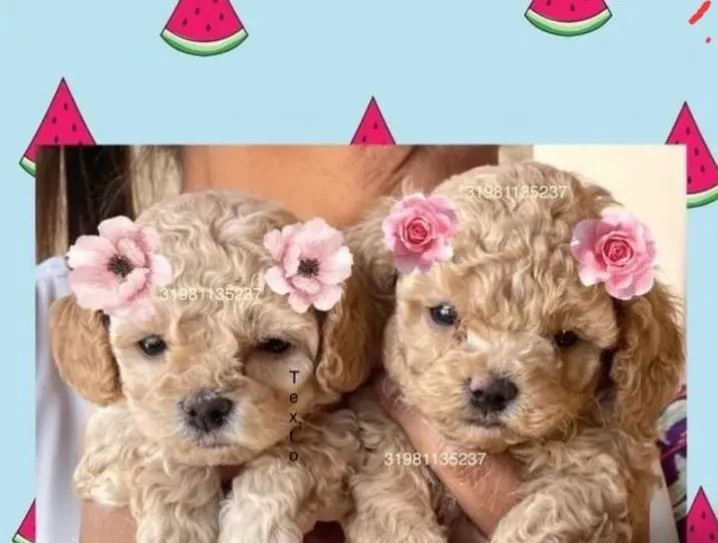 POODLE MINIATURA CARAMELO 1200