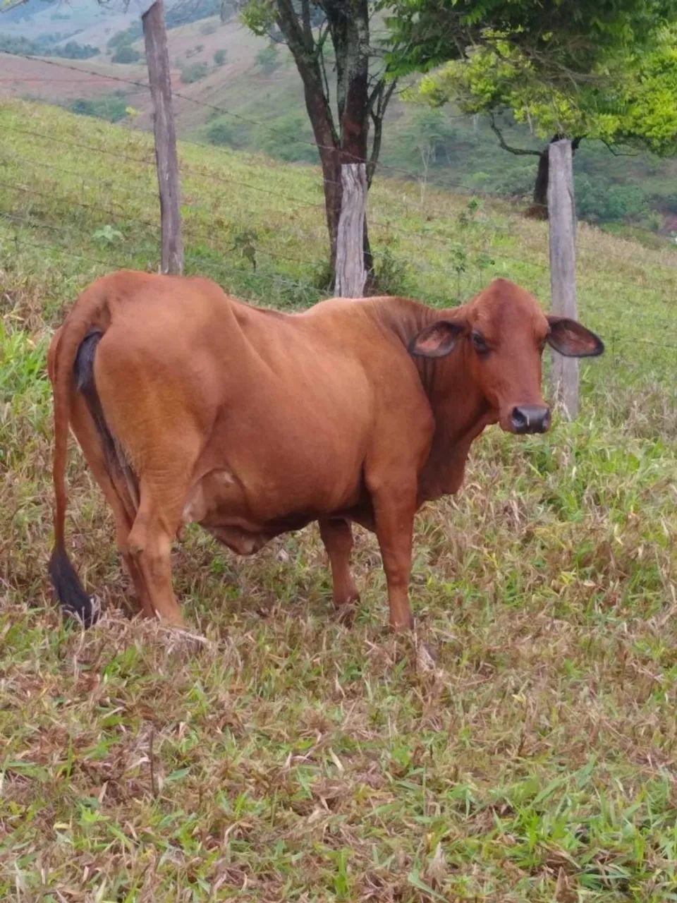 mini vacas  - Foto 4