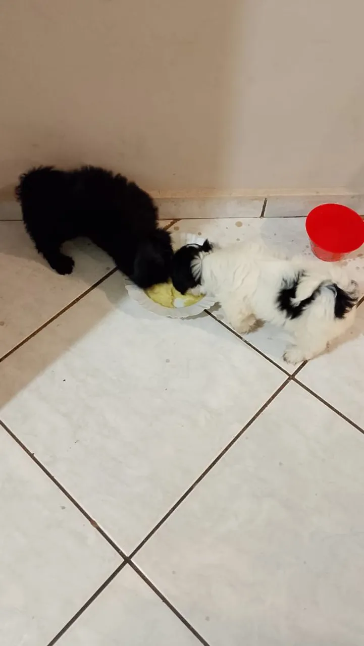 Filhotes de Shih Tzu, super fofinhos e brincalhões!