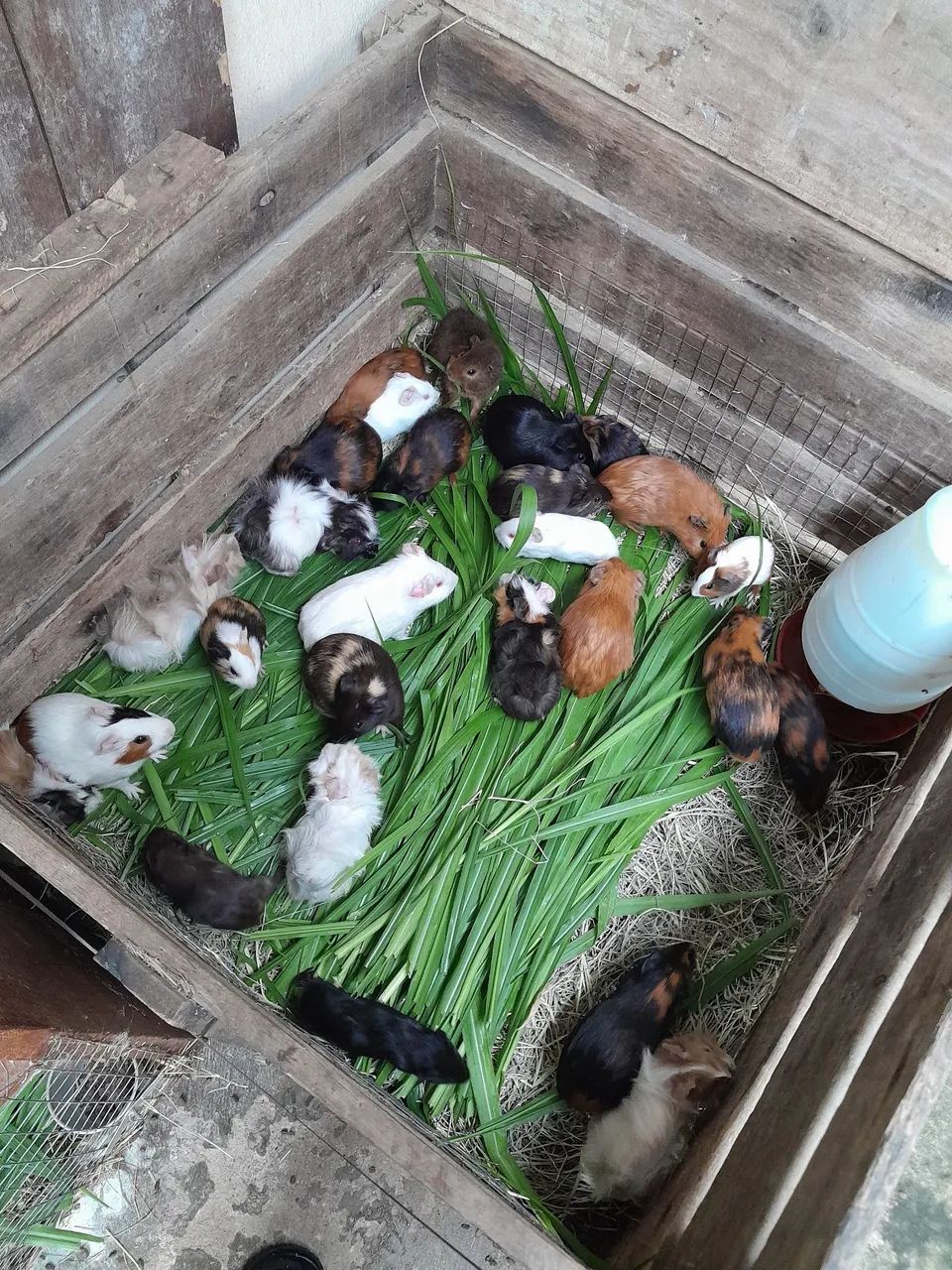 60 Porquinhos da Índia... - Foto 2