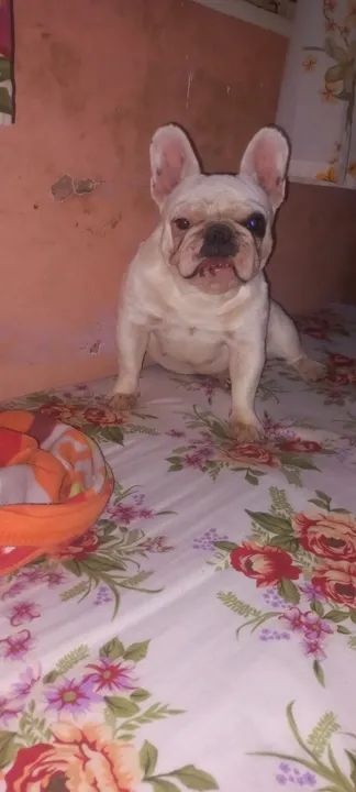 Buldogue francês  femea - Foto 4