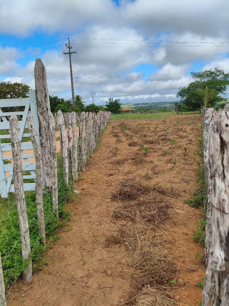 148; tarefas há margem da BR 116 há 20 km de Feira de Santana  - Foto 9