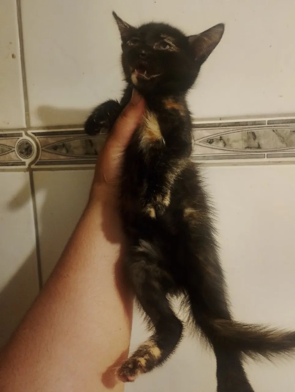 Doação de gatinha filhote - Foto 3