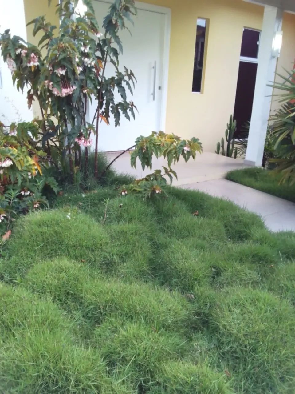 Marido de Aluguel Prestação de Serviço Jardinagem & Manutenção  - Foto 2
