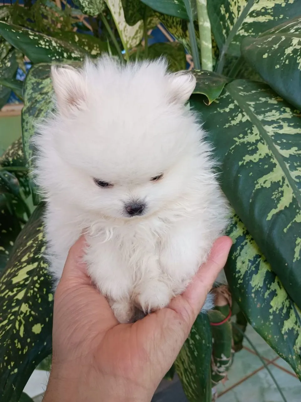Filhote Spitz Alemão - Anão (Lulu da Pomerânia)
