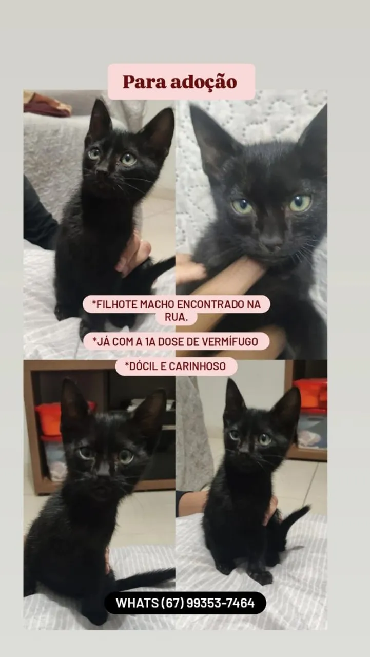 Gatinho Preto Macho para Adoção (Dócil e Carinhoso) - WHATS *