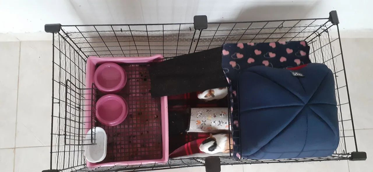 Porquinho da india - Foto 3